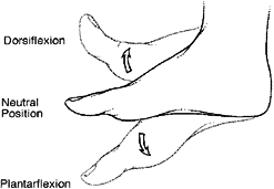 Plantarflexion and dorsiflexion